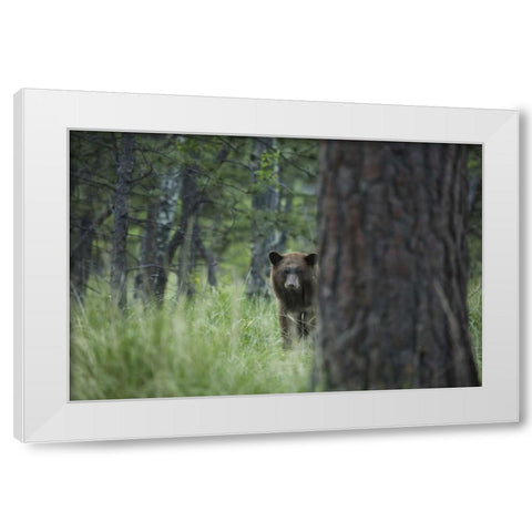 Colorado A cinnamon phase black bear in forest White Modern Wood Framed Art Print by Grall, Don
