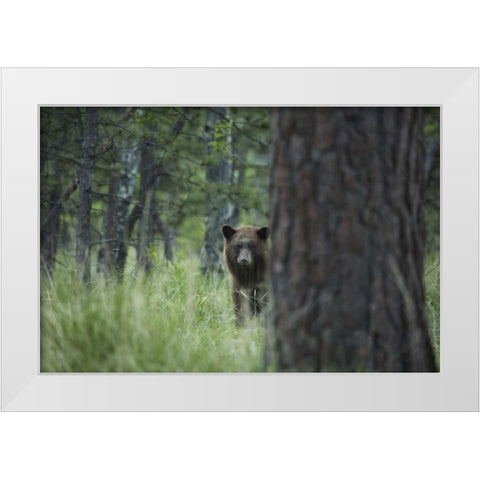 Colorado A cinnamon phase black bear in forest White Modern Wood Framed Art Print by Grall, Don