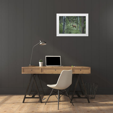 Colorado A cinnamon phase black bear in forest White Modern Wood Framed Art Print by Grall, Don