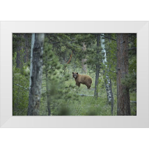 Colorado A cinnamon phase black bear in forest White Modern Wood Framed Art Print by Grall, Don