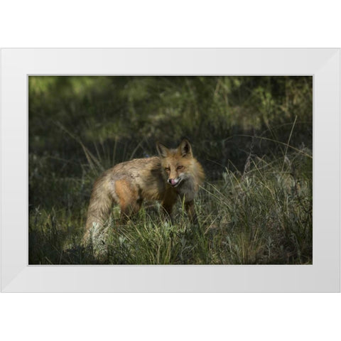 Colorado, Pike National Forest Red fox in meadow White Modern Wood Framed Art Print by Grall, Don