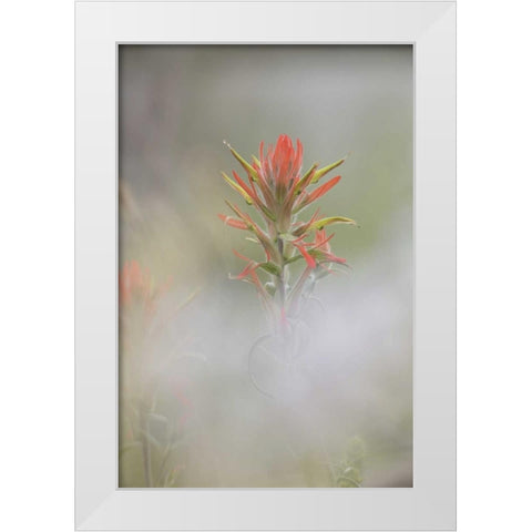 CO, Pike NF Indian paintbrush in foggy meadow White Modern Wood Framed Art Print by Grall, Don