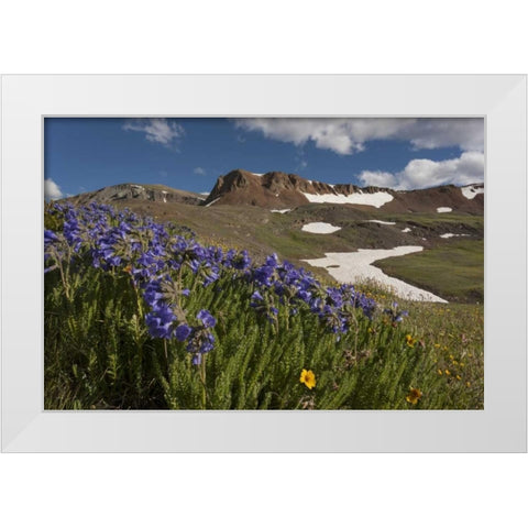 Colorado, San Juan Mts Flowers on Cinnamon Pass White Modern Wood Framed Art Print by Grall, Don