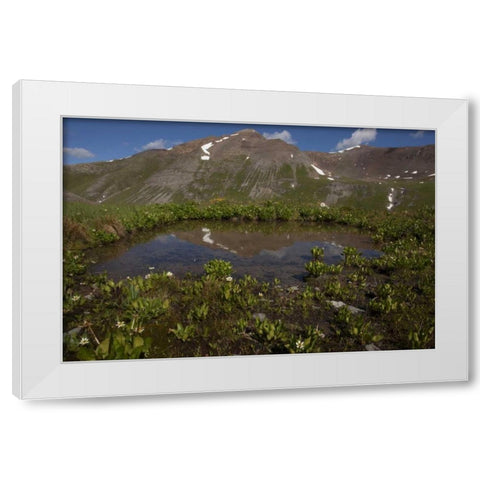 CO, San Juan Mts Pond lined with marsh marigold White Modern Wood Framed Art Print by Grall, Don