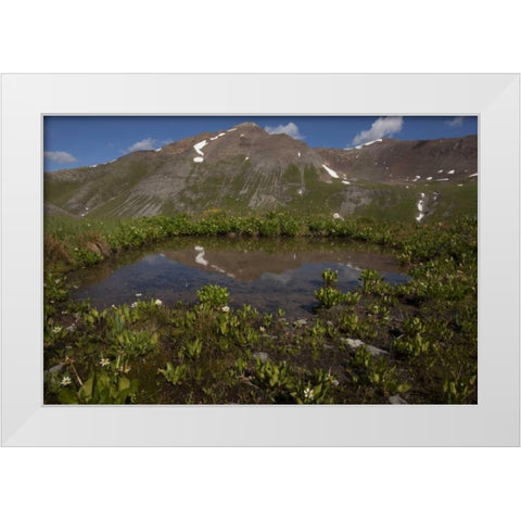 CO, San Juan Mts Pond lined with marsh marigold White Modern Wood Framed Art Print by Grall, Don