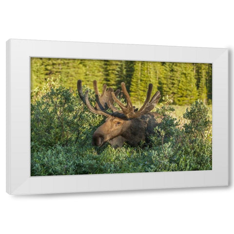 Colorado, Brainard Lake Moose in velvet antlers White Modern Wood Framed Art Print by Illg, Cathy and Gordon