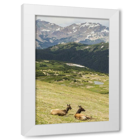 CO, Rocky Mts Elk cows and mountain landscape White Modern Wood Framed Art Print by Illg, Cathy and Gordon