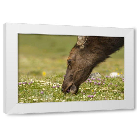 Colorado, Rocky Mountains Elk cow eating flowers White Modern Wood Framed Art Print by Illg, Cathy and Gordon