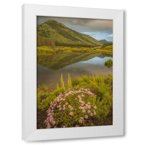 CO, Gunnison NF Asters and pond White Modern Wood Framed Art Print by Illg, Cathy and Gordon