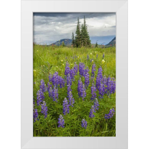 Colorado, Gunnison NF Lupine in mountain meadow White Modern Wood Framed Art Print by Illg, Cathy and Gordon