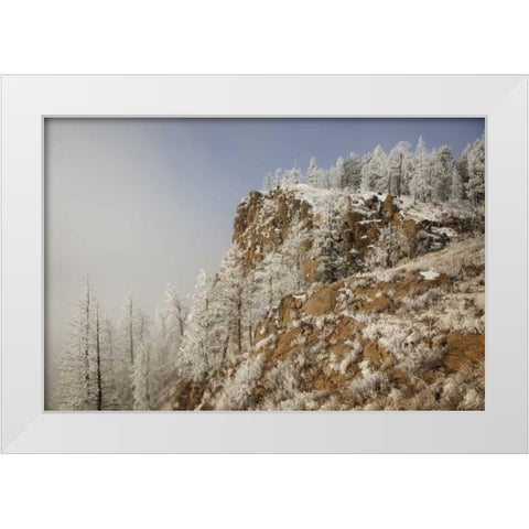 Colorado, Pike NF Hoarfrost on trees and grass White Modern Wood Framed Art Print by Grall, Don