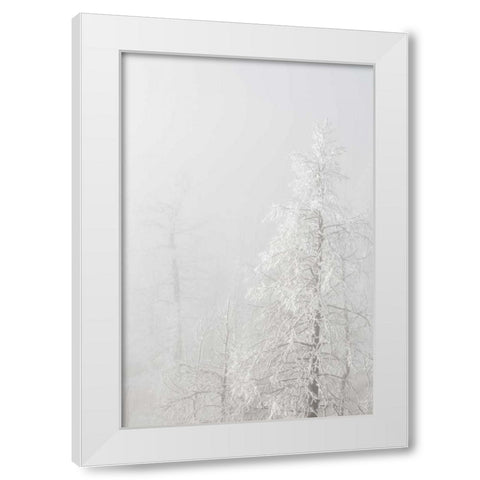Colorado, Pike NF Trees with hoarfrost in fog White Modern Wood Framed Art Print by Grall, Don