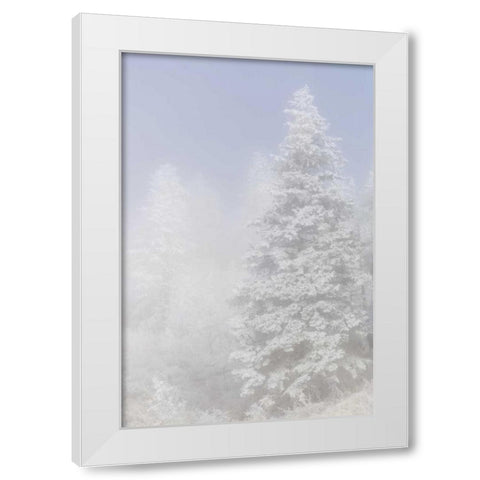 Colorado, Pike NF Trees with hoarfrost in fog White Modern Wood Framed Art Print by Grall, Don