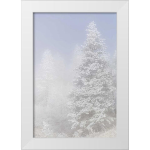 Colorado, Pike NF Trees with hoarfrost in fog White Modern Wood Framed Art Print by Grall, Don