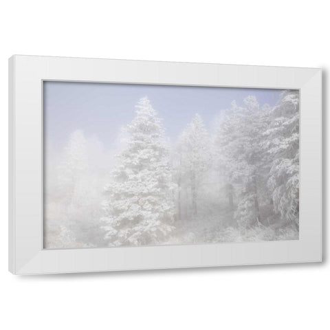 Colorado, Pike NF Trees with hoarfrost in fog White Modern Wood Framed Art Print by Grall, Don