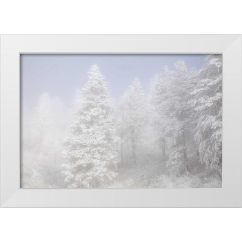 Colorado, Pike NF Trees with hoarfrost in fog White Modern Wood Framed Art Print by Grall, Don