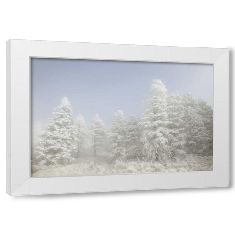 Colorado, Pike NF Trees with hoarfrost in fog White Modern Wood Framed Art Print by Grall, Don