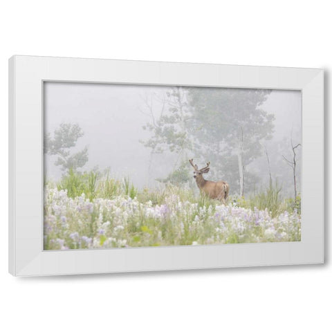 Colorado, Pike NF A mule deer in foggy meadow White Modern Wood Framed Art Print by Grall, Don