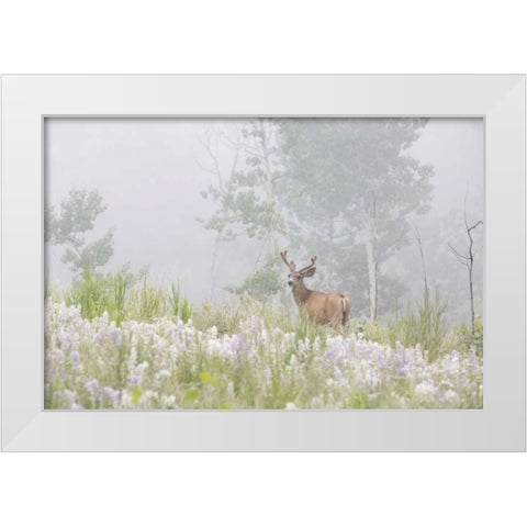 Colorado, Pike NF A mule deer in foggy meadow White Modern Wood Framed Art Print by Grall, Don