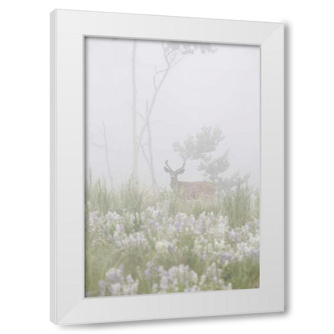 Colorado, Pike NF A mule deer in foggy meadow White Modern Wood Framed Art Print by Grall, Don