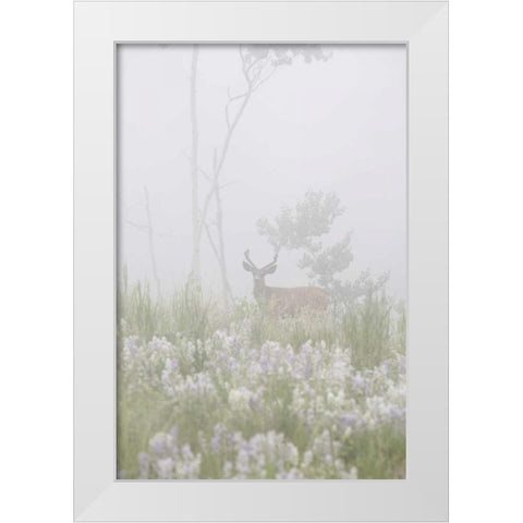 Colorado, Pike NF A mule deer in foggy meadow White Modern Wood Framed Art Print by Grall, Don