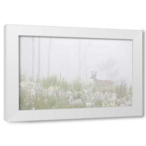 Colorado, Pike NF A mule deer in foggy meadow White Modern Wood Framed Art Print by Grall, Don