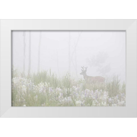Colorado, Pike NF A mule deer in foggy meadow White Modern Wood Framed Art Print by Grall, Don
