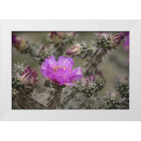 USA, Colorado Tree cholla cactus in bloom White Modern Wood Framed Art Print by Grall, Don