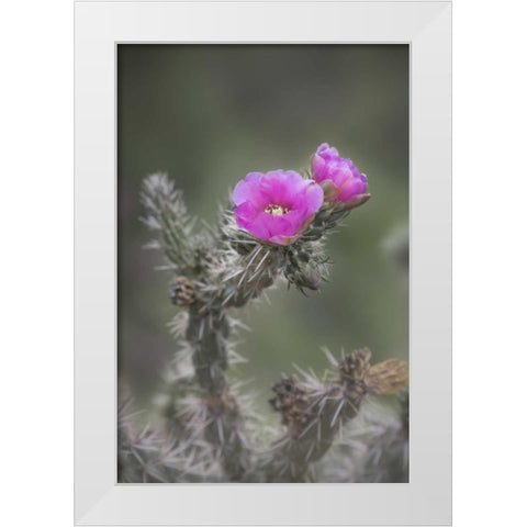 USA, Colorado Tree cholla cactus in bloom White Modern Wood Framed Art Print by Grall, Don