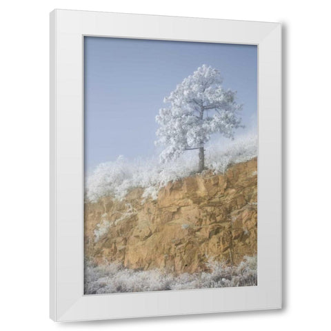 Colorado, Pike NF Hoarfrost on trees and grass White Modern Wood Framed Art Print by Grall, Don