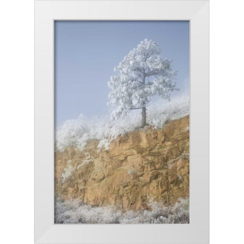 Colorado, Pike NF Hoarfrost on trees and grass White Modern Wood Framed Art Print by Grall, Don