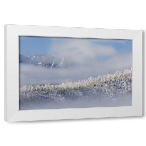Colorado Hoarfrost coats the trees of Pike NF White Modern Wood Framed Art Print by Grall, Don