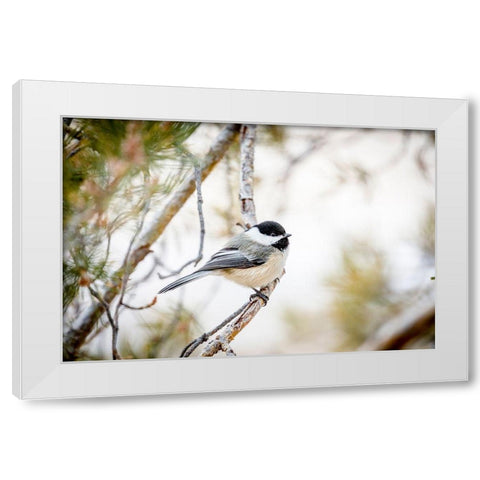 Colorado-Ft Collins Black-capped chickadee  White Modern Wood Framed Art Print by Jaynes Gallery