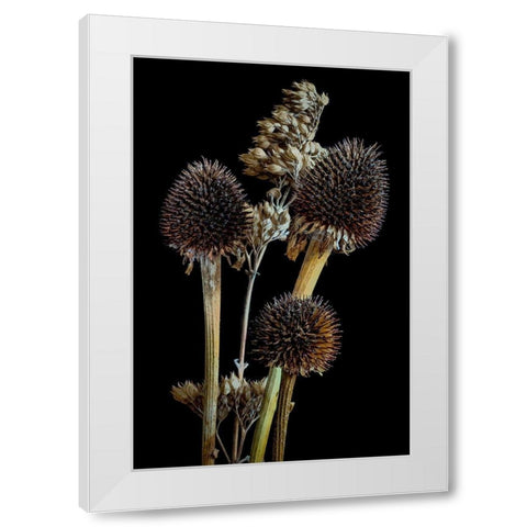 Colorado-Ft Collins Mixed dried coneflowers  White Modern Wood Framed Art Print by Jaynes Gallery