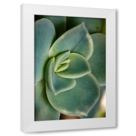 Colorado-Ft Collins Echeveria succulent  White Modern Wood Framed Art Print by Jaynes Gallery