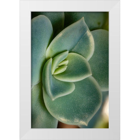 Colorado-Ft Collins Echeveria succulent  White Modern Wood Framed Art Print by Jaynes Gallery