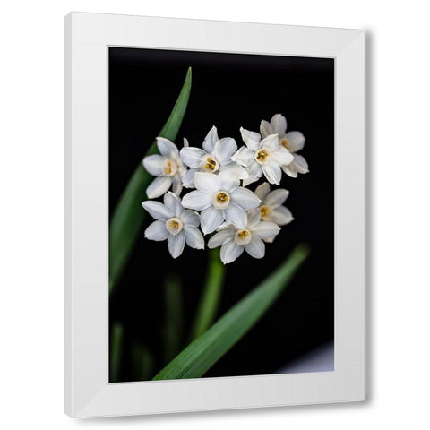 Colorado-Ft Collins Paperwhite flower and stems  White Modern Wood Framed Art Print by Jaynes Gallery