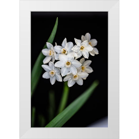 Colorado-Ft Collins Paperwhite flower and stems  White Modern Wood Framed Art Print by Jaynes Gallery