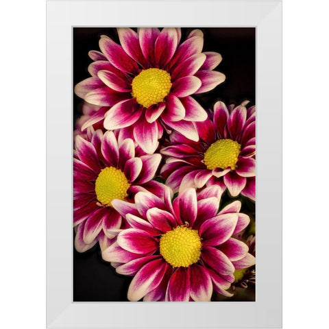 Colorado-Ft Collins Daisies close-up  White Modern Wood Framed Art Print by Jaynes Gallery