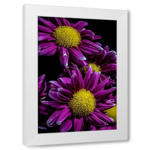 Colorado-Ft Collins Daisies close-up  White Modern Wood Framed Art Print by Jaynes Gallery