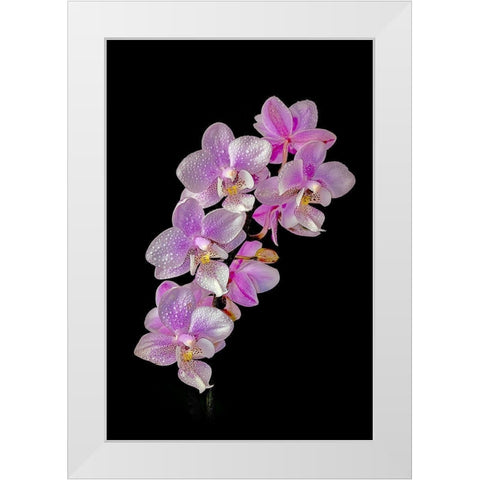 Colorado-Ft Collins Wet phalaenopsis orchids  White Modern Wood Framed Art Print by Jaynes Gallery