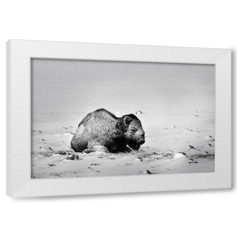 Colorado Bison lies on snow-covered mountain pasture  White Modern Wood Framed Art Print by Jaynes Gallery