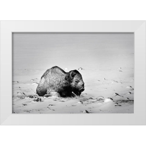 Colorado Bison lies on snow-covered mountain pasture  White Modern Wood Framed Art Print by Jaynes Gallery
