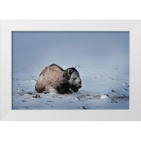 Colorado Bison lies on snow-covered mountain pasture  White Modern Wood Framed Art Print by Jaynes Gallery