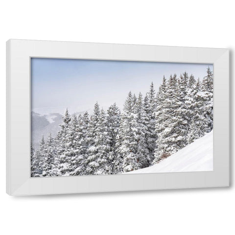 Colorado Fresh snow on spruce trees  White Modern Wood Framed Art Print by Jaynes Gallery