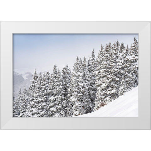 Colorado Fresh snow on spruce trees  White Modern Wood Framed Art Print by Jaynes Gallery