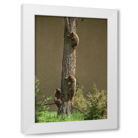 Colorado-Woodland Park Black bear cubs climbing tree  White Modern Wood Framed Art Print by Jaynes Gallery