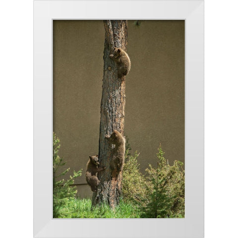 Colorado-Woodland Park Black bear cubs climbing tree  White Modern Wood Framed Art Print by Jaynes Gallery