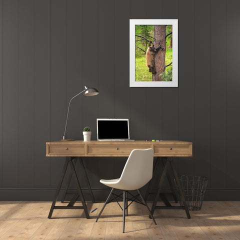 Colorado-Pike National Forest Black bear subadult descends tree  White Modern Wood Framed Art Print by Jaynes Gallery