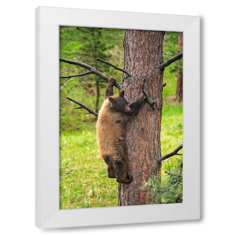 Colorado-Pike National Forest Black bear subadult descends tree  White Modern Wood Framed Art Print by Jaynes Gallery